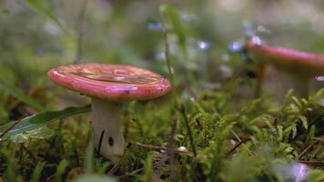 russula im das Wald im das Regen. kreativ. schließen Schuss mit Tau während Regen auf ein Rosa Pilz. ein Pilz von das russula Familie wächst im das Regen im ein Grün Wald im das Hintergrund video