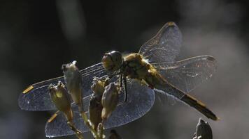 Dragonfly on a flower. CREATIVE. Close shot with a yellow flower and a dragonfly against a green meadow. Dragonfly flies and sits on a branch against a brown field video