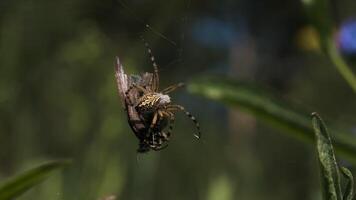 A spider weaves its prey into a cocoon on a blurred green background. Creative. Spider victim in a web in a summer field. video