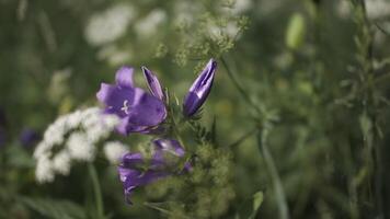 Purple flowers in macro photography.Creative. Bright bells hanging flowers down next to white flowers in the grass. video