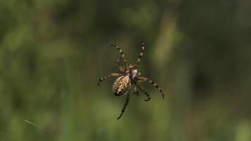 ein enorm Tarantel hängend auf es ist Netz. kreativ. ein hell Spinne mit Muster auf es sitzt auf es ist Netz und versucht es zu kriechen auf Es. video