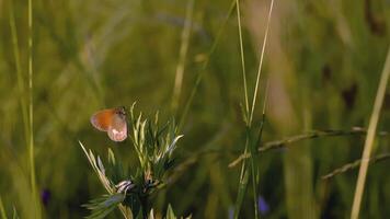 borboleta senta dentro a grama. criativo. a vento golpes a Relva crescendo dentro a compensação. uma lindo colori borboleta senta dentro uma compensação cercado de flores e Relva video