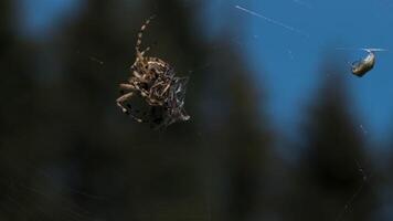 Close-up of spider eating fly. Creative. Spider wraps insect in web for food. Spider on web with victim in summer meadow video