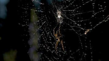 Beautiful spider web with spider and dewdrops of water. Creative. Bright white spider web with dew on dark background. Spider on web after rain video