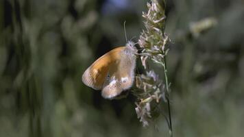 Butterfly sits in the grass. CREATIVE. The wind blows the grass growing in the clearing. A beautiful colored butterfly sits in a clearing surrounded by flowers and grass video