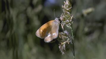 borboleta senta dentro a grama. criativo. a vento golpes a Relva crescendo dentro a compensação. uma lindo colori borboleta senta dentro uma compensação cercado de flores e Relva video