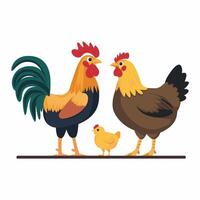 Chickens set illustration in Color. Brown and white Hen and Rooster. Male and female chickens vector