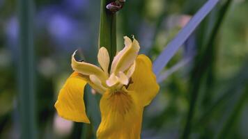 Yellow flower in the meadow. CREATIVE. Beautiful narcissus flower on a green meadow. Summer meadow with yellow flower close up video