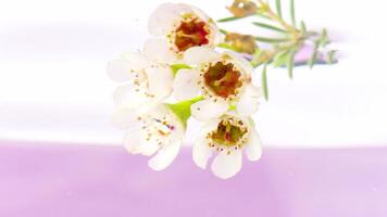 Close up of red flower buds and white petals in clean transparent water. Stock footage. Floral spring background. video