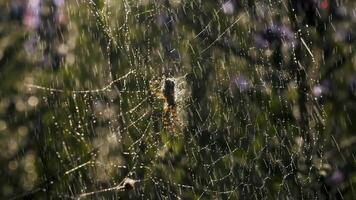 Rain with a spider on a web in macro photography. Creative. Bright small drops of water illuminated by the sun's rays fall on the web on which the spider sits and moves its paws. video