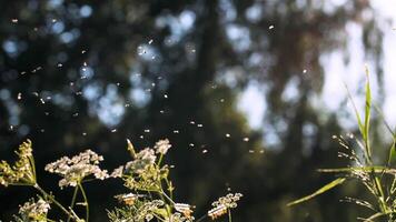 moscerini volante su verde erba su soleggiato giorno. creativo. sensuale giorno con volante moscerini nel estate prato. atmosfera di estate prato su soleggiato giorno video