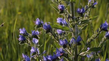 une abeille mouches près une magnifique bleu fleur. créatif. une fleur avec bleu pétales dans une prairie. insectes sont sur le fleur. le vent coups une fleur croissance dans une clairière video