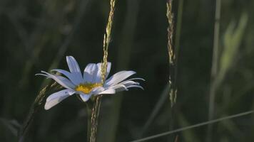 une magnifique camomille grandit dans une champ. créatif. une fleur avec blanc pétales et une Jaune centre. le vent coups une fleur croissance dans une clairière video