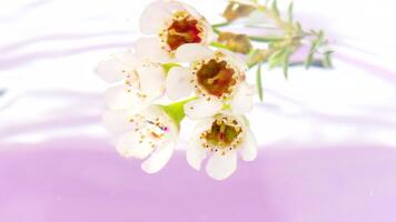 Beautiful flowers underwater on white background. Stock footage. Delicate flowers were lowered into clear water. Bouquet of flowers in water on background of rippling surface video