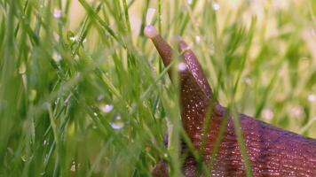 Snail in the grass. Creative. Snail antennae in green grass and dew. Green meadow macro world video