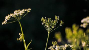 natureza dentro verão.criativo. pequeno branco flores dentro a Relva Próximo para que pequeno insetos mosca e a brilhante Sol brilhando em eles. video