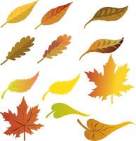 Graphic resource Different types of leaves from the tree. maple oak and other common leaves. illustration autumn colors and gradient from red to yellow and different shapes and sizes. Autumn vector