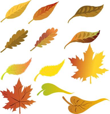 Graphic resource Different types of leaves from the tree. maple oak and other common leaves. illustration autumn colors and gradient from red to yellow and different shapes and sizes. Autumn
