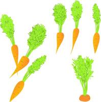 Several carrots with lush green tops. illustration fresh carrots vector