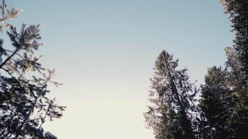 Trees in the forest. CLIP. Trees grow in the forest around the meadow. Fir and spruce against the background of the sky and clouds video