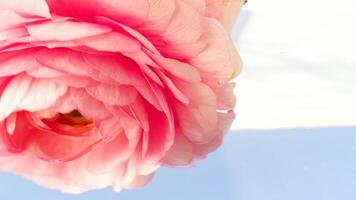 Close-up of peony bud under water. Stock footage. Beautiful rosebud under water. Peony under water surface on isolated background video