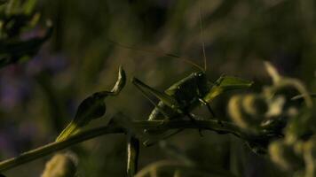 Close-up of green grasshopper among grass. Creative. Green grasshopper or locust in grass of summer meadow. Macrocosm in depths of green grass video