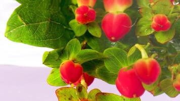 Beautiful fresh hypericum berries being plunged in transparent water. Stock footage. Red berries and green leaves in clear water, close up. video