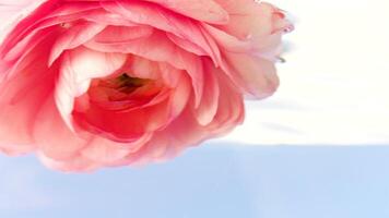 avvicinamento di peonia germoglio sotto acqua. azione filmato. bellissimo bocciolo di rosa sotto acqua. peonia sotto acqua superficie su isolato sfondo video