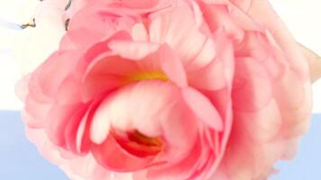 Macro beautiful rose being put upside down underwater on a light blue background. Stock footage. Blossoming soft flower close up view. video