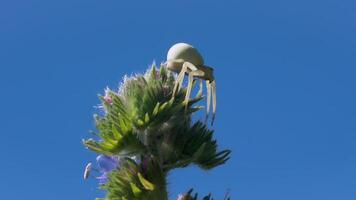 Close-up of white spider on flower. Creative. Beautiful white spider on plant on background of blue sky. Unusual white spider. Macrocosm of summer meadow video