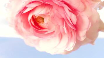 Bright flowers. Stock footage. Purple and pink flower in crystal clear water which is dipped and taken out again. video