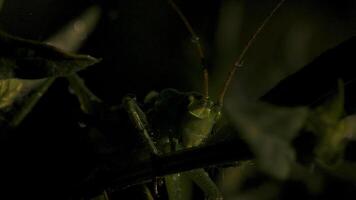 Close-up of green grasshopper among grass. Creative. Green grasshopper or locust in grass of summer meadow. Macrocosm in depths of green grass video