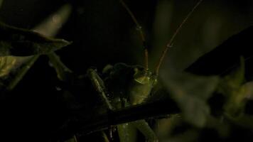 de cerca de verde saltamontes entre césped. creativo. verde saltamontes o langosta en césped de verano prado. macrocosmo en lo más hondo de verde césped video