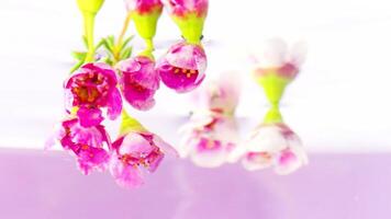 A bunch of flowers and buds of pink geranium on a stem on a pink background. Stock footage. Putting beautiful flower underwater. video