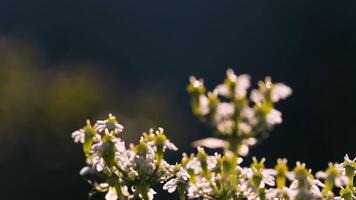 Close-up of beautiful meadow flowers. Creative. Meadow grass with flowers on blurry background. Beautiful meadow flower on sunny day video