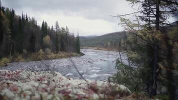 a rio corre através a floresta. grampo. árvores crescer em ambos bancos do a rio. outono panorama com uma rio banco e abeto árvores video