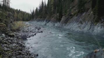 The river runs through the forest. CLIP. Trees grow on both banks of the river. Autumn landscape with a river bank and fir trees video