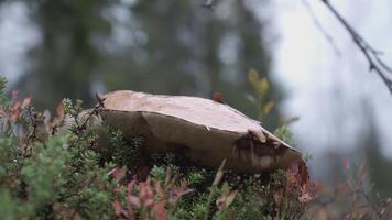 svamp växande bland gräs och mossa närbild. klämma. en flicka i en röd jacka promenader över en svamp i de bakgrund video