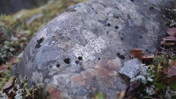 pedra dentro a grama. grampo. lá é sujeira e madeira morta em a pedra. a Câmera movimentos dentro uma círculo e fotos uma pedra com musgo e líquen. a pedra é profundo dentro a terra e coberto com vários video