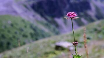 A pink flower sways in the wind. CLIP. Back blurred background. A pink flower sways in the wind against the backdrop of mountains. A flower flutters in the mountains from the wind video