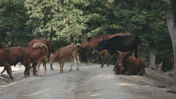 Farm animals. Creative. Cows of different colors standing next to each other against the background of the forest. video
