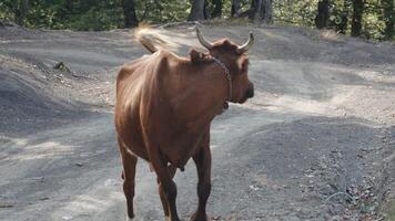 Big cows. Creative. Large farm animals with a lock on their necks, the color of which is orange and spotted, walk on the stones on the farm. video