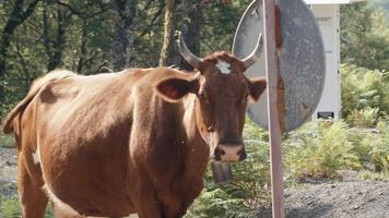 Cows grazing on road in forest. Creative. Herd of cows on road on background of summer forest. Cows on forest roadway video