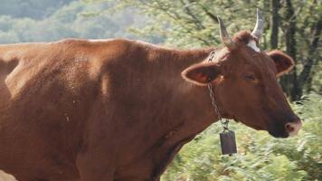 un' grande rosso mucca a piedi circondato di moscerini, concetto di agricoltura. creativo. mucca nel il foresta su un' soleggiato estate giorno. video