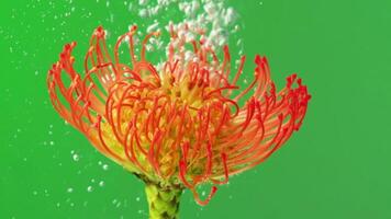 Colored orange plant under water. Stock footage. A bright flower on a delicate green background with water. video