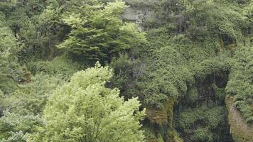 schön Felsen mit Grün Pflanzen und Moose. Aktion. Berge mit Felsen und Grün Vegetation. schön felsig Landschaften mit Vielfalt von Grün video