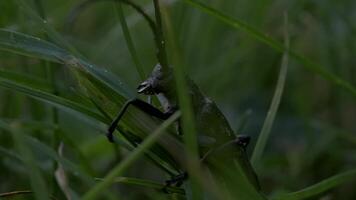 un grande saltamontes con un largo Bigote sentado en el césped. creativo. un grande verde insecto con largo bigotes sentado en el césped debajo un casi imperceptible lluvia. video