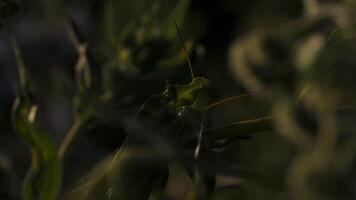 Close-up of insect hiding in green grass. Creative. Insect masquerading in green grass. Grasshopper merges with grass in summer meadow video