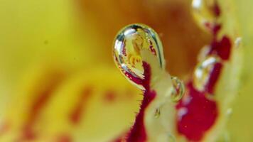 Extreme close up of red and yellow flower with airdrops. Stock footage. Natural background with a bright flower petals underwater. video