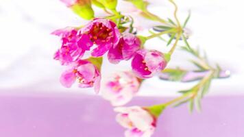 Beautiful flowers underwater on white background. Stock footage. Delicate flowers were lowered into clear water. Bouquet of flowers in water on background of rippling surface video